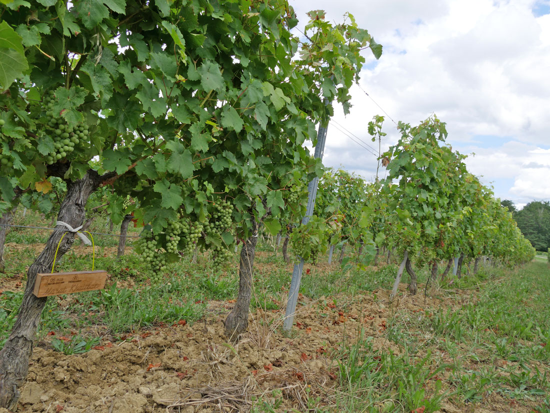 Виноградник на урожай